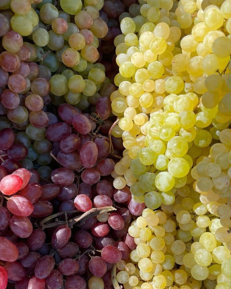 ყურძენი (ტაიფუნი, ვანი, ერებუნი, თითა)