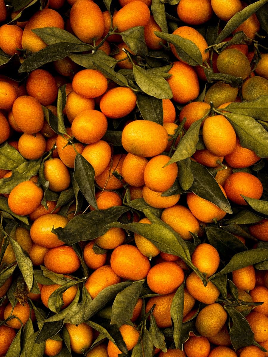 კუმკვატი